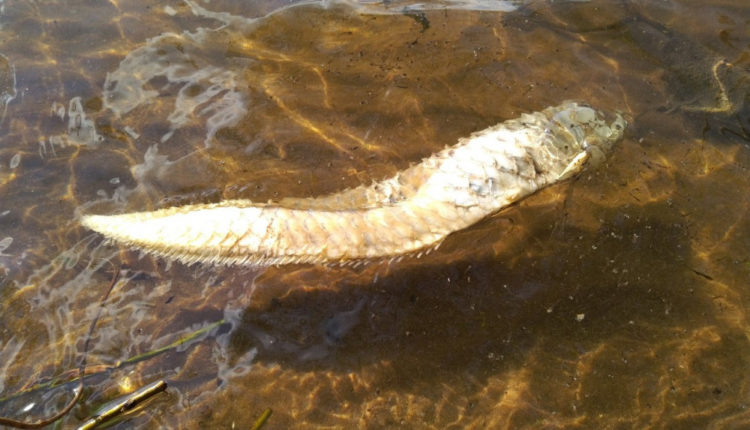 Аравана жила в воронежском водохранилище