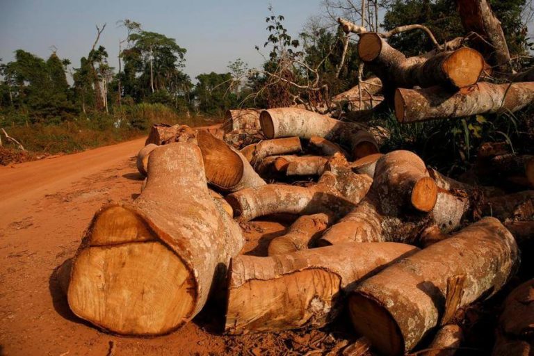 WWF: Темпы уничтожения тропических лесов выросли более чем вдвое