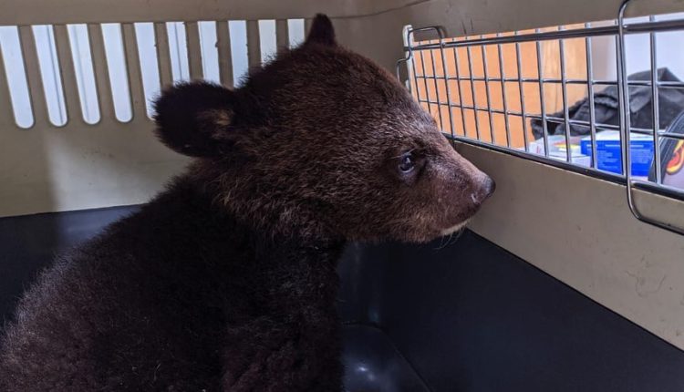 гималайский медведь