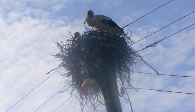 В Китае строят искусственные гнезда для перелетных птиц