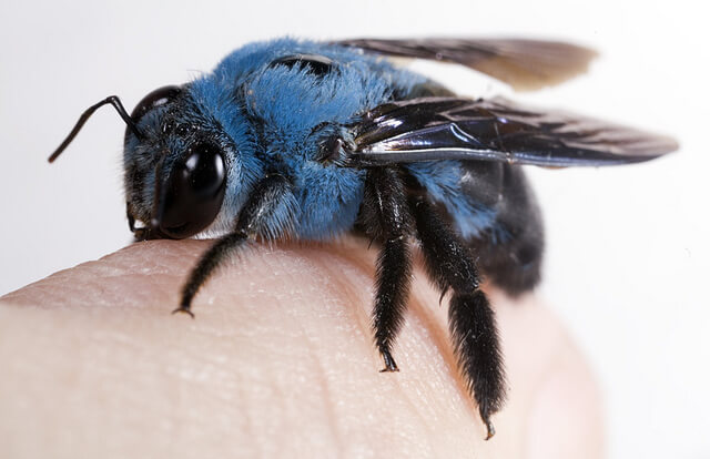 Во Флориде заметили голубую пчелу