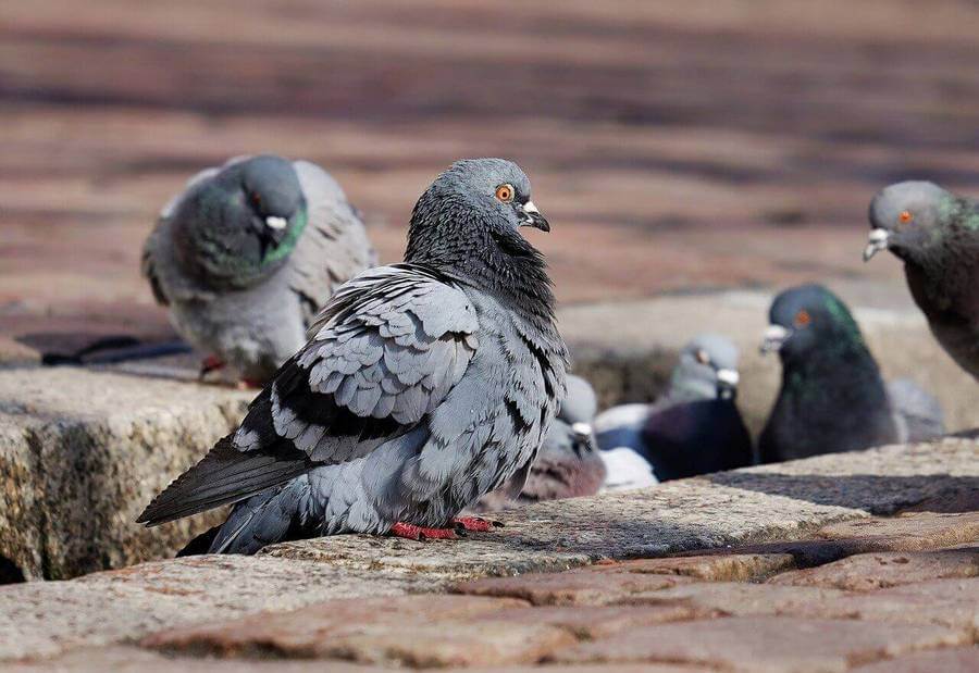 Жители Омска жалуются на массовую гибель голубей из-за выбросов