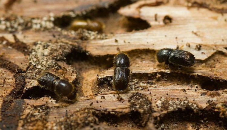 В Эстонии борются с короедом