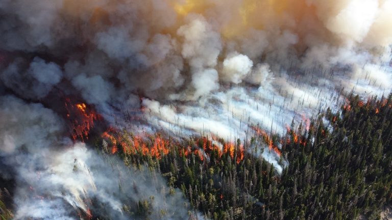 WWF предупредил Россию об очень серьезных последствиях лесных пожаров в 2020 году
