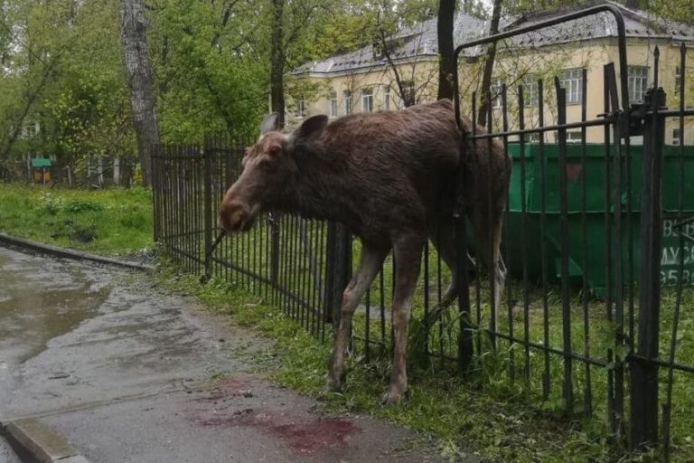 Ярославцы самоизолировались — в город пришли звери