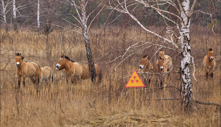 Дикие лошади обитают в Чернобыле