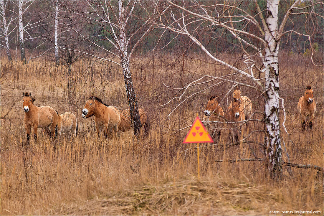 Дикие лошади обитают в Чернобыле