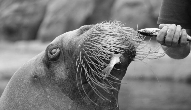 Моржи из «приморской тюрьмы» попали под арест в Ялте