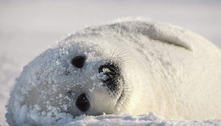 25 мая - День Нерпенка