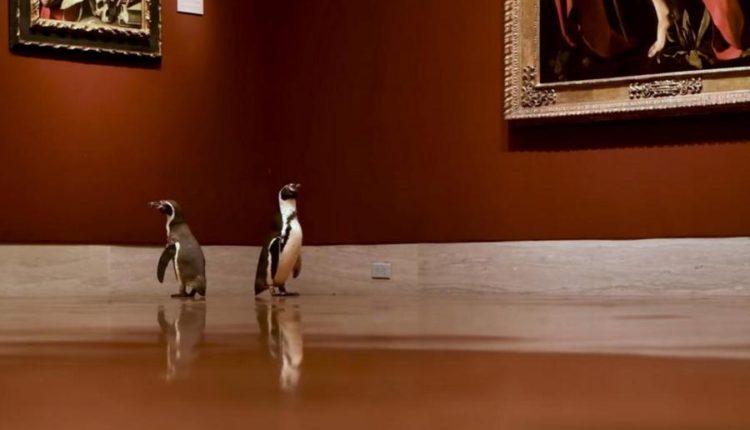 пингвины на экскурсии