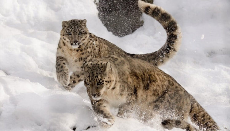 снежный барс