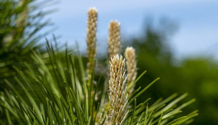 «Кузбассразрезуголь» внедряет новый способ биорекультивации