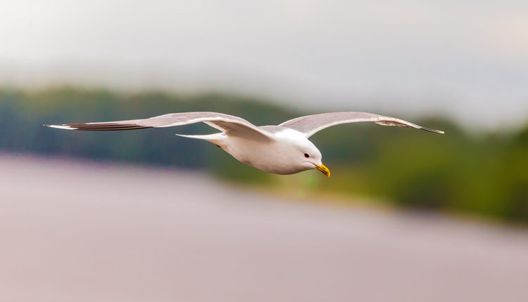 В Калмыкии гибнут степные чайки