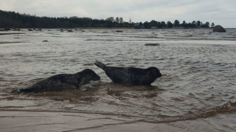 Более 300 тюленей погибли в Каспийском море из-за выброса метана