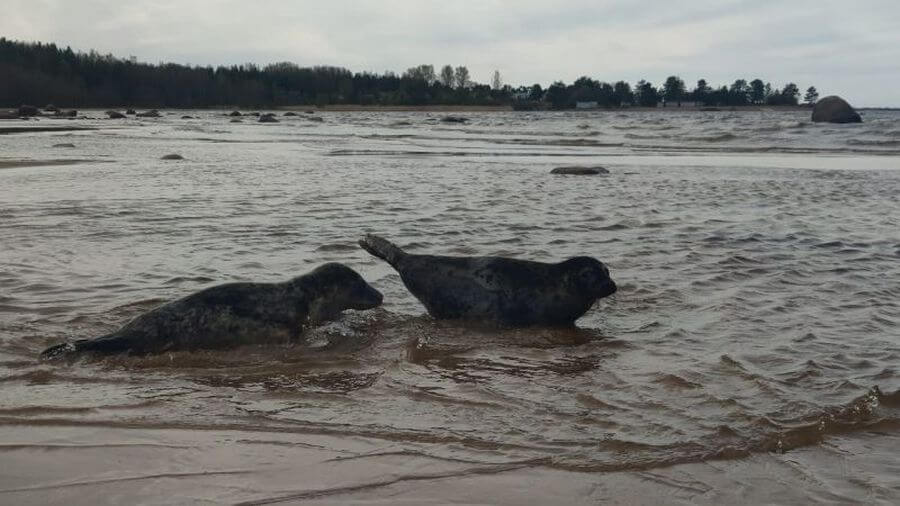 В Балтийское море после реабилитации выпущены три особи серых тюленей