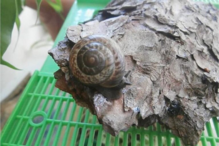 Красную книгу Амурской области пополнят исчезающими видами