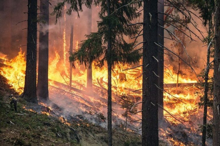 Режим ЧС введен в ряде районов Якутии из-за лесных пожаров