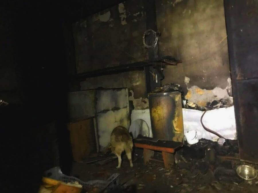 пожар в приюте для домашних животных Одессы