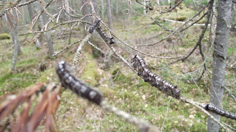 Леса Якутии атаковал сибирский шелкопряд