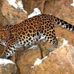 Ученые скорректируют программу выпуска леопардов в Северной Осетии