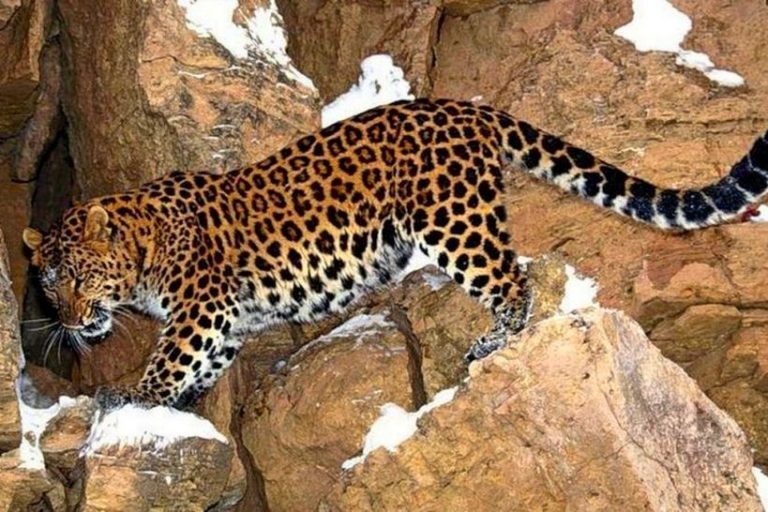 Ученые скорректируют программу выпуска леопардов в Северной Осетии