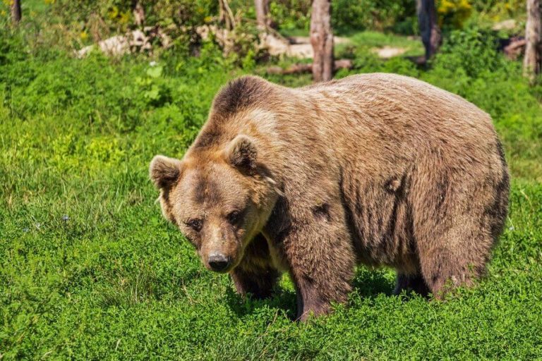 1 человек погиб и несколько получили тяжелые травмы при нападениях медведя в Магаданской области