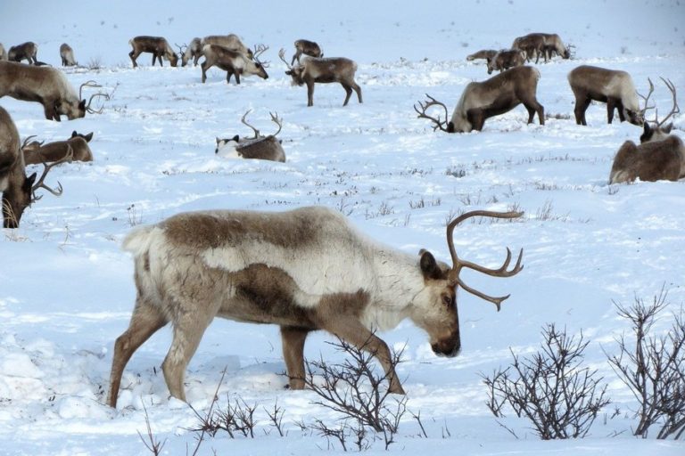 17 февраля — День дикого северного оленя в России