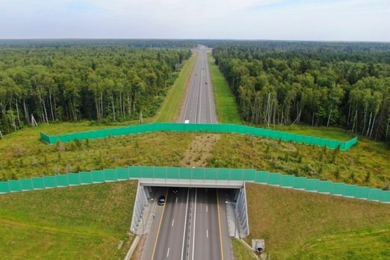 На новой автотрассе появится 12 надземных переходов для животных