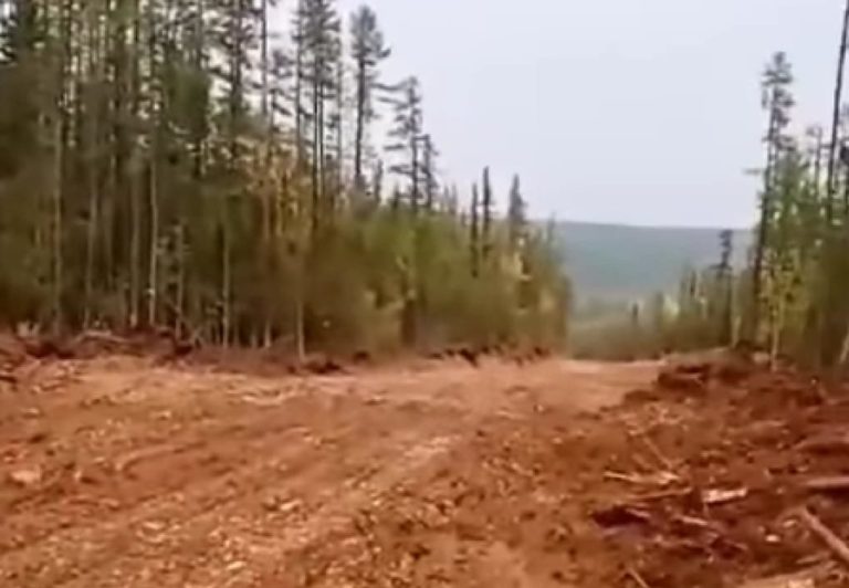 Установлен факт незаконной рубки леса в Алданском районе Якутии