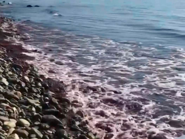 В Росприроднадзоре объяснили, почему вода в Черном море становится красной
