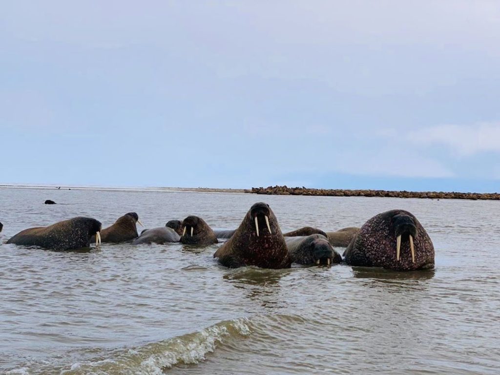 Учёные проследят за краснокнижными моржами, устроившими лежбище на Ямале