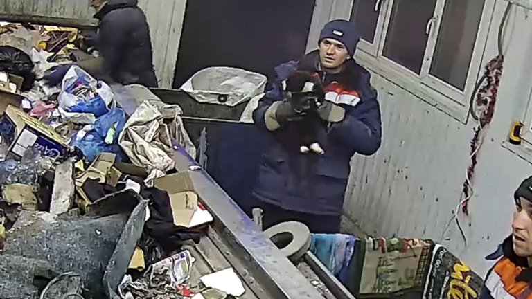 В Ульяновске спасли кота, выброшенного в мусорный контейнер в завязанном пакете