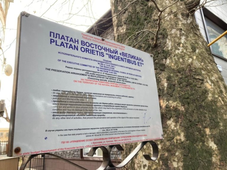 В Сочи пытаются спасти древние платаны
