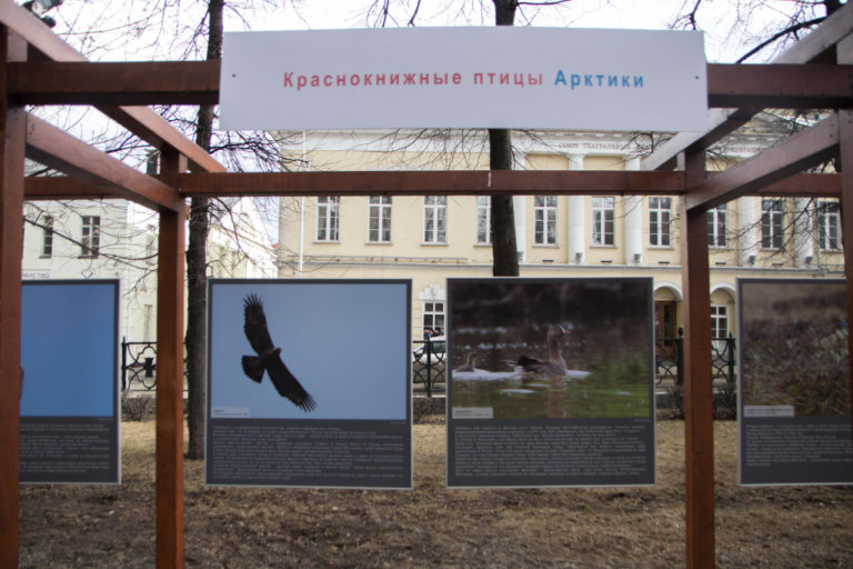 В Москве открылась фотовыставка, посвящённая птицам Арктики