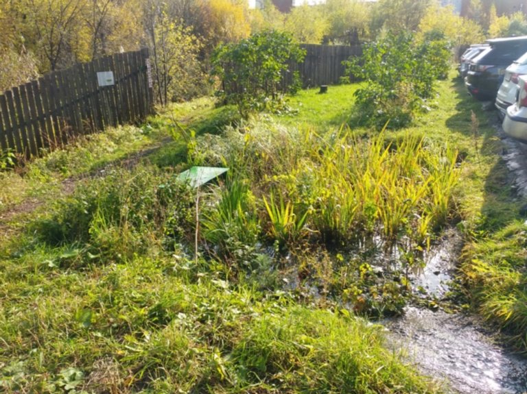В Перми создан дождевой сад