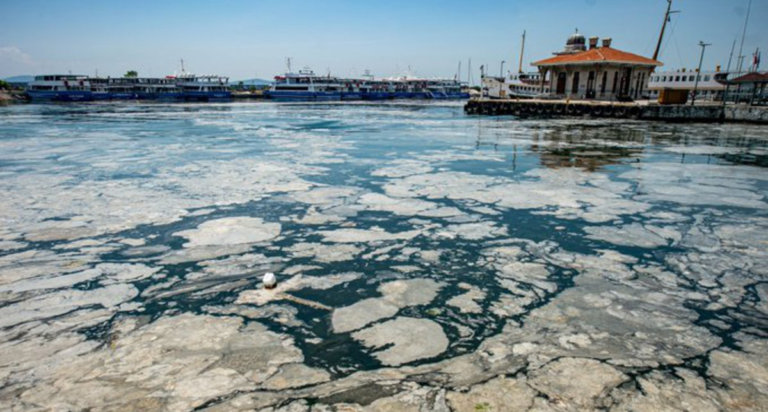 Слой слизи в Мраморном море уничтожает морских обитателей