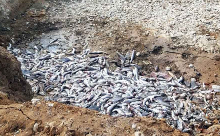 Дальний Восток каждый год страдает от рыбных свалок