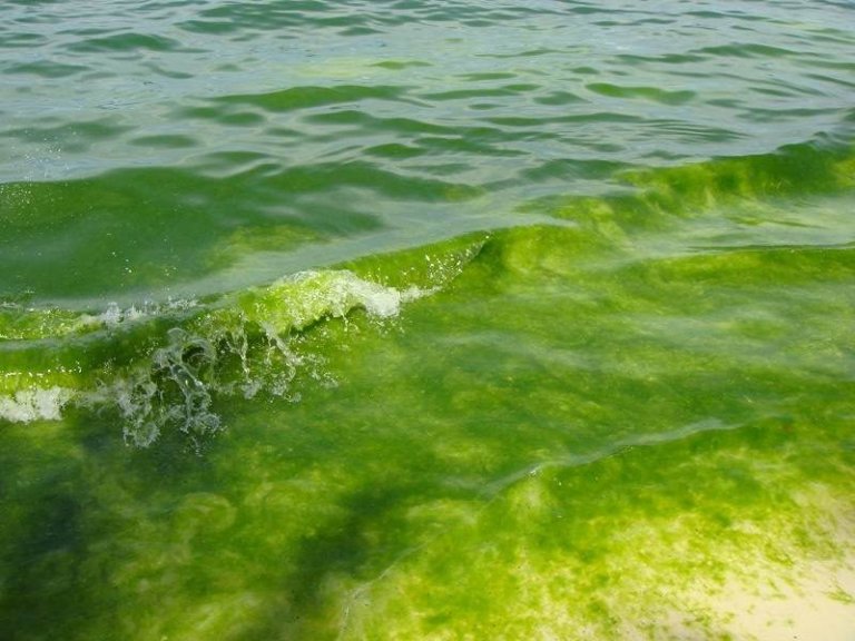 Морская вода в зонах отдыха Анапы и Новороссийска не соответствует нормам