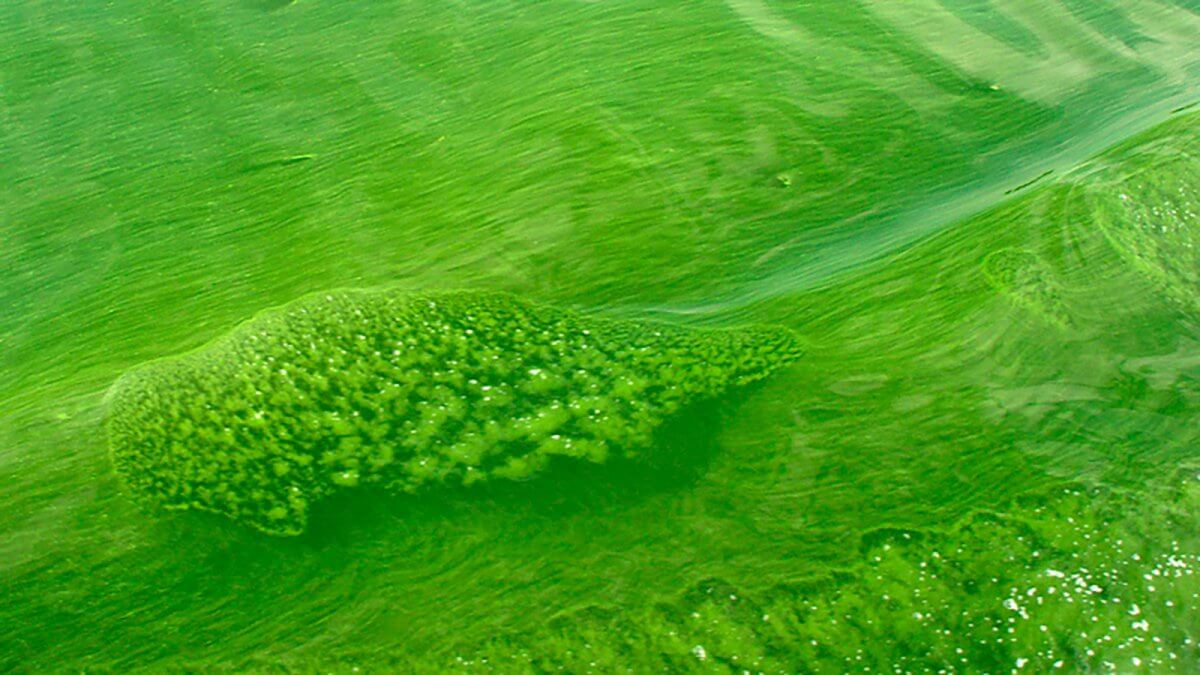 Водоросли ученые. Синезеленые цианобактерии. Цианобактерии сине-зеленые водоросли. Микроцистис водоросль. Синезеленые водоросли микроцистис.