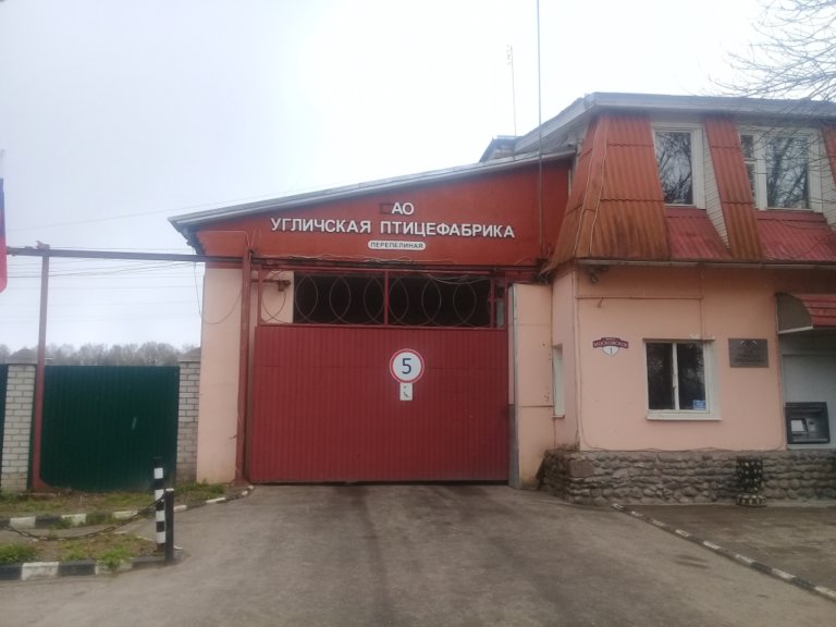 Жители Ярославской области жалуются на Угличскую птицефабрику