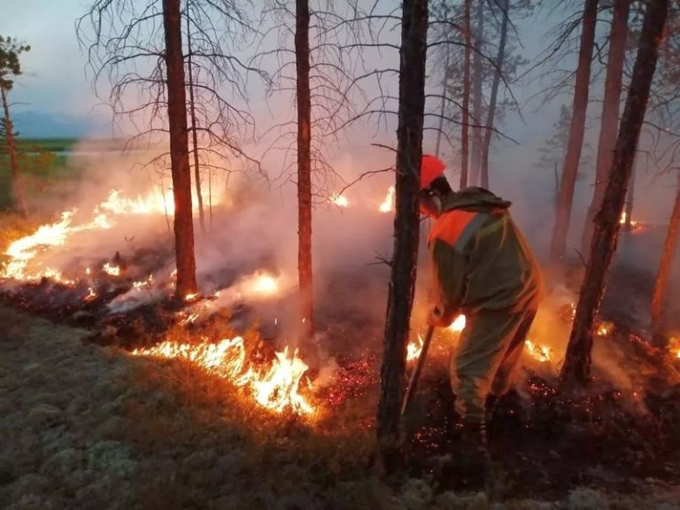 Всероссийская акция «Сохраним лес» стартует в Якутии