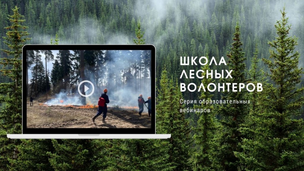 Школа лесных волонтеров обучит эколидеров на вебинарах