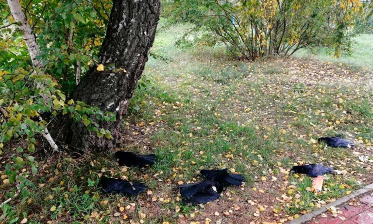 В Новосибирской области отмечена массовая гибель птиц