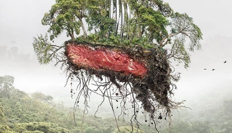 Фото: Центр защиты прав животных "Вита"