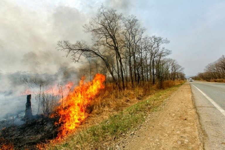 В Приморье появилась интерактивная карта лесных пожаров