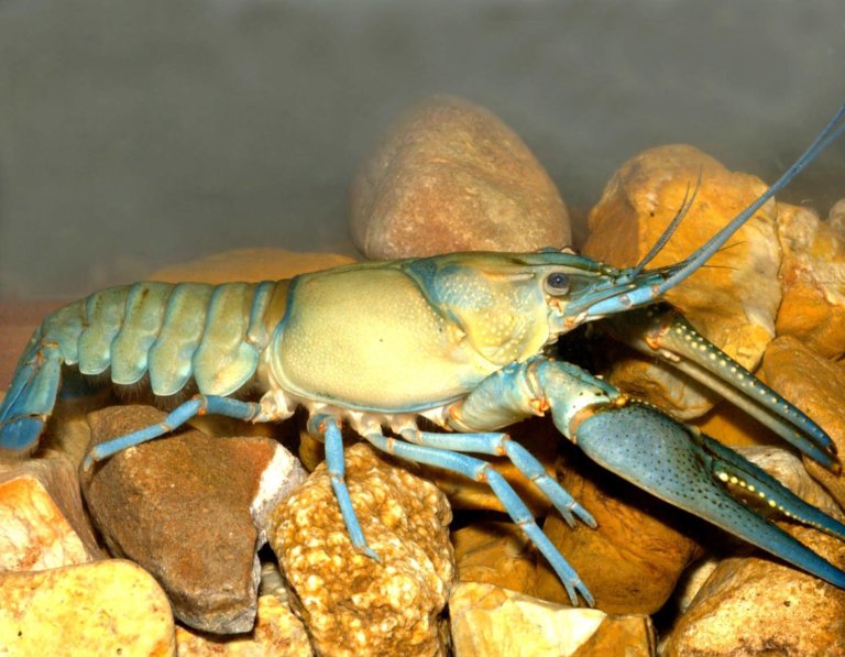 Морские животные страдают от диклофенака