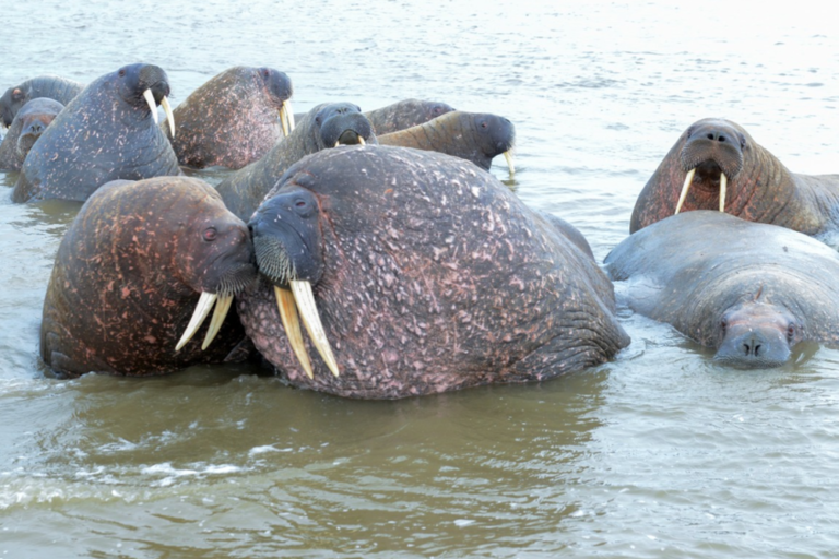 Радость для ученых: на Ямале выросла численность моржей