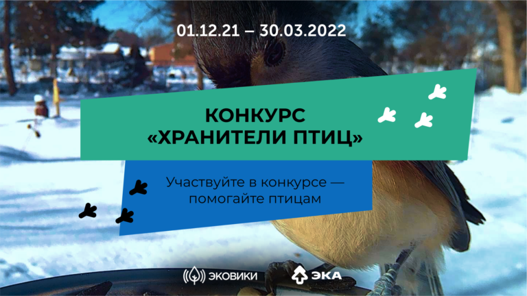 Ecowiki предлагает спасти зимующих птиц от голода