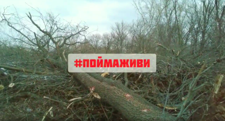В Волго-Ахтубинской пойме продолжается вырубка деревьев