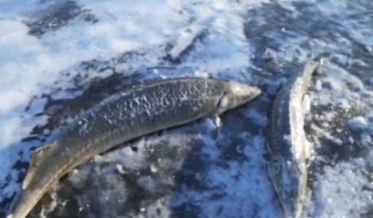 На берег Амура выбросились десятки туш краснокнижного осетра